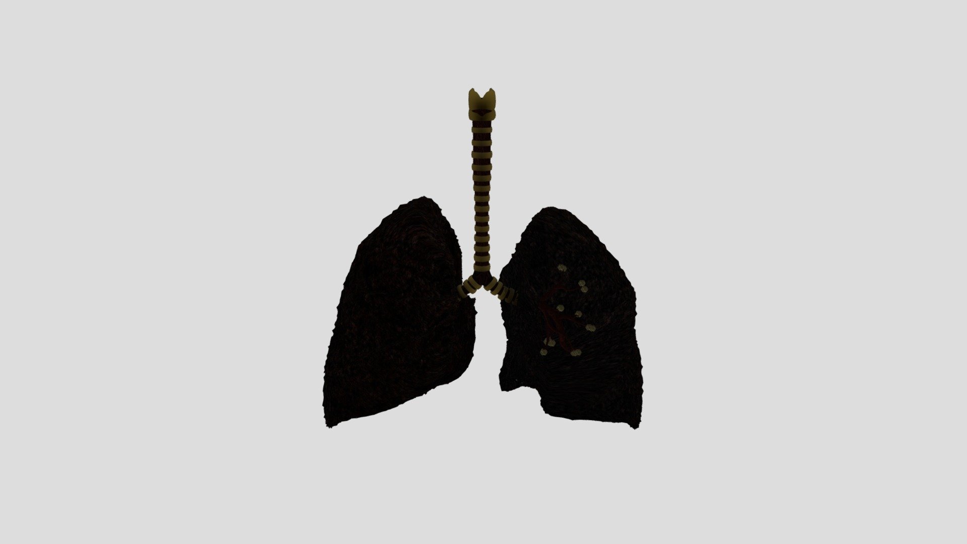 pulmao4