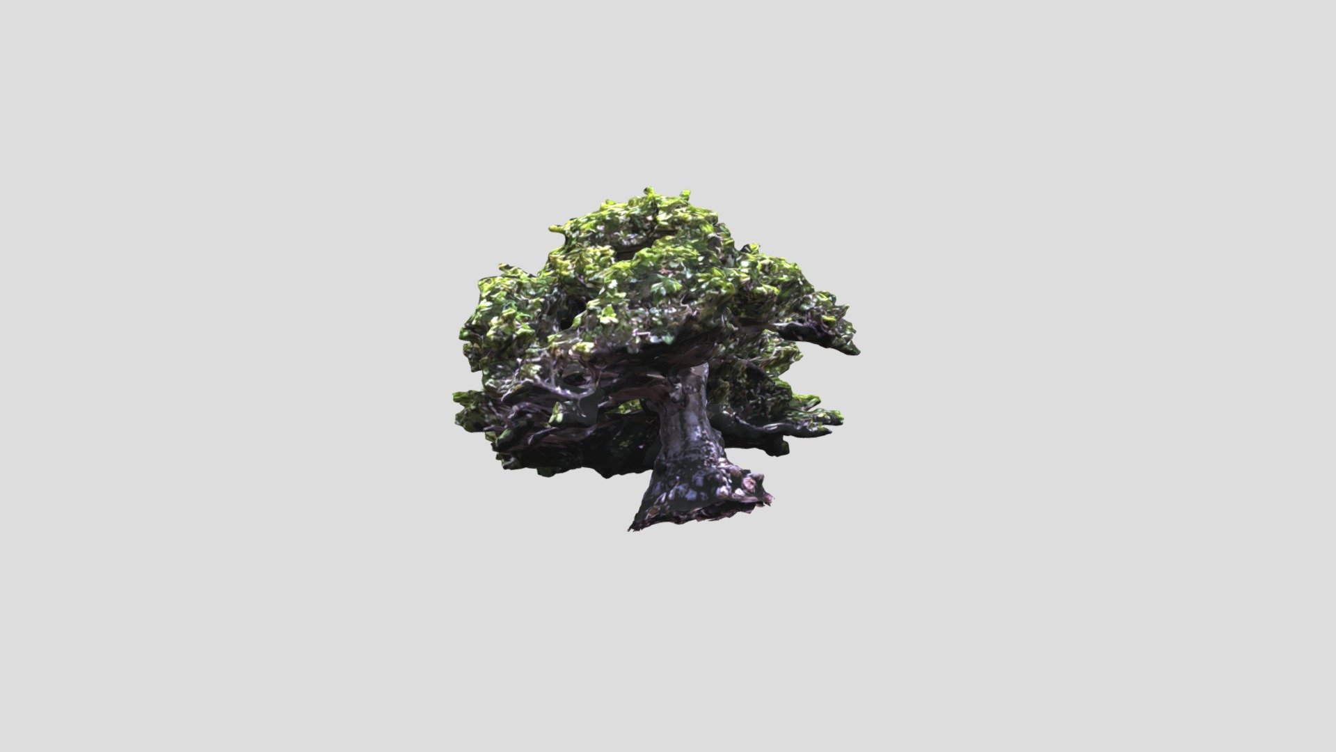 Bonsai RGB 20230412 3D model by sruehr [d80daa5] Sketchfab