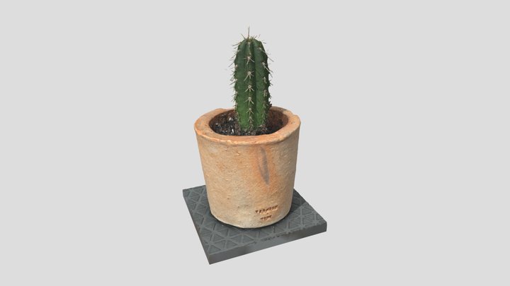 San Pedro Cactus - WIP 3D Model