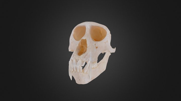 Gibbon 3D models Sketchfab