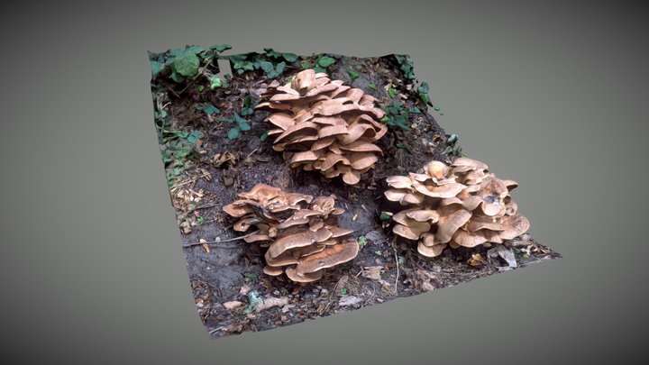 Mushroom in the wood 3D Model