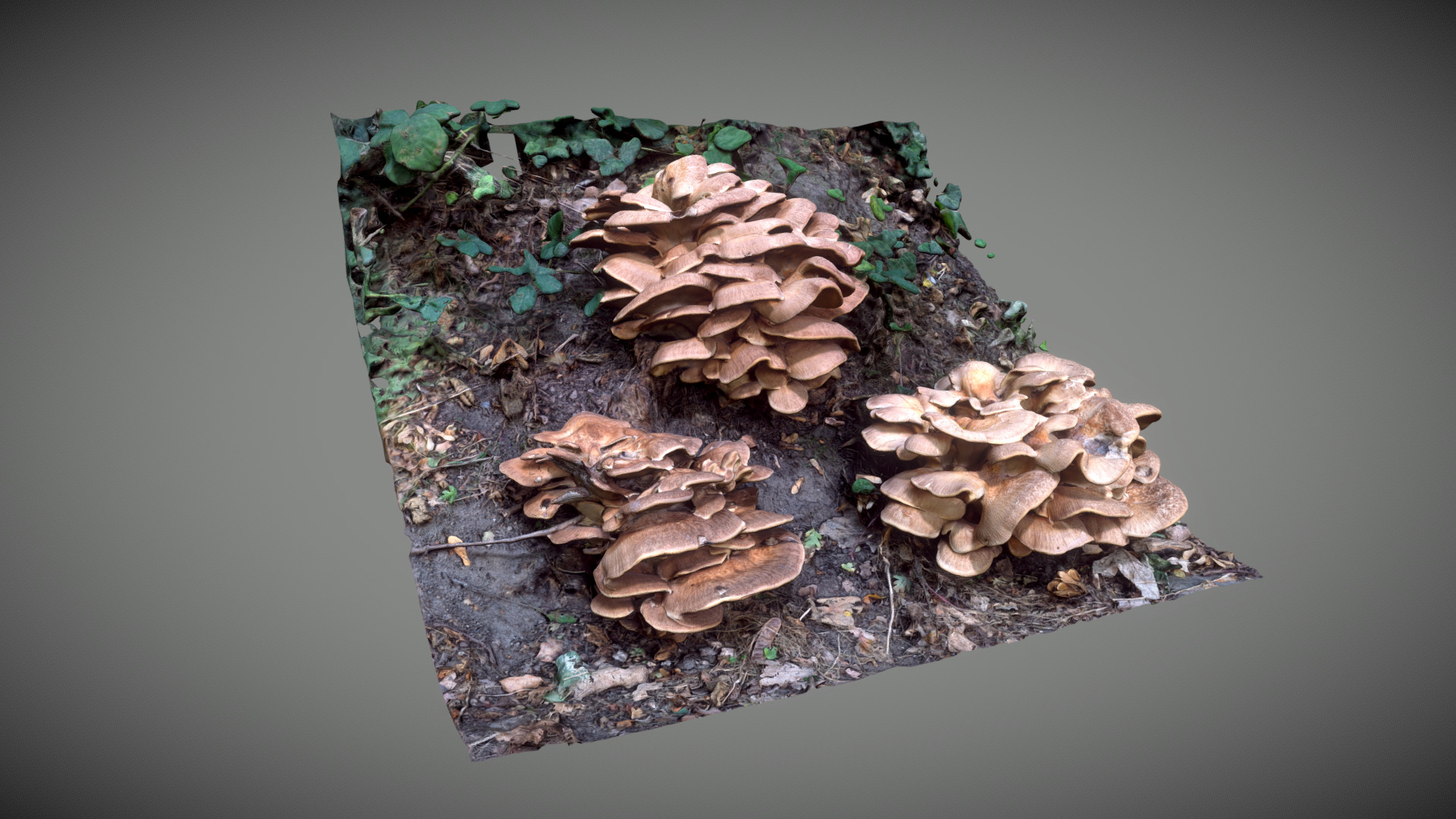 3D model Mushroom in the wood - This is a 3D model of the Mushroom in the wood. The 3D model is about a plant on the rock.