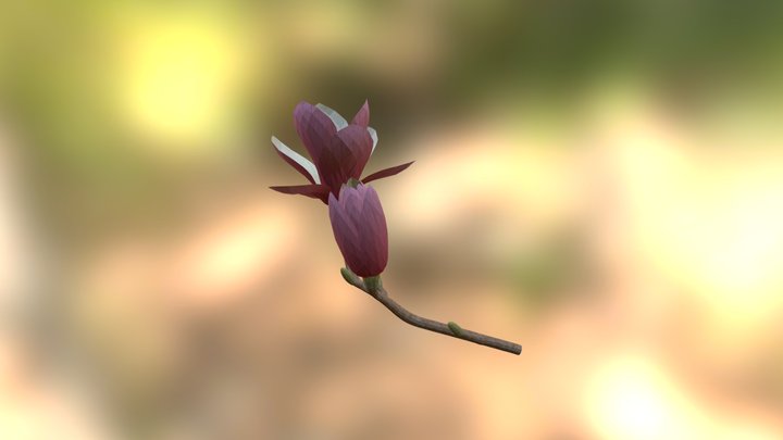 Magnolia 3D Model