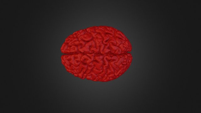 Anatomical Brain 3D Model