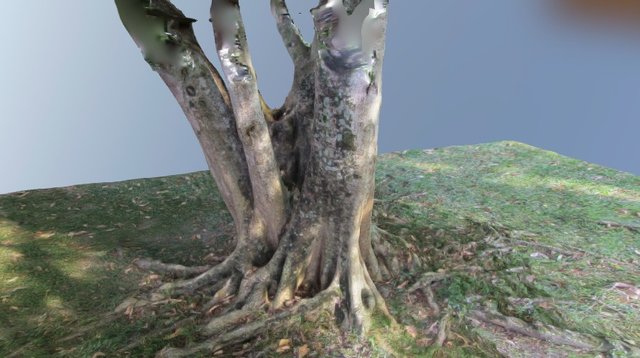 Arvore Jardim Tropical 3D Model