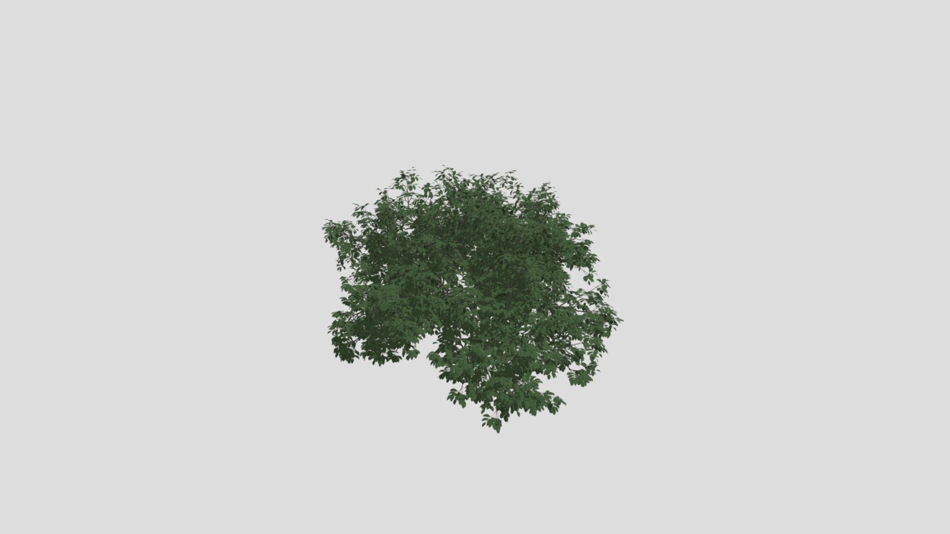 Plant 48 AM204 Archmodel - Buy Royalty Free 3D model by Evermotion ...