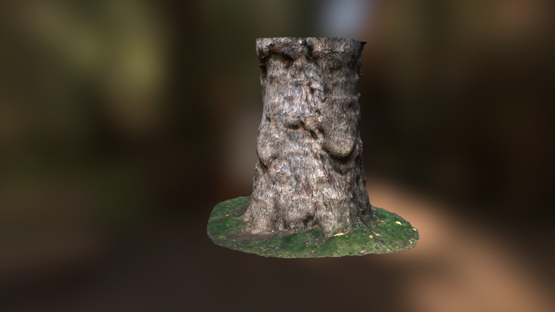 Sycamore Tree Strump 02 MQ