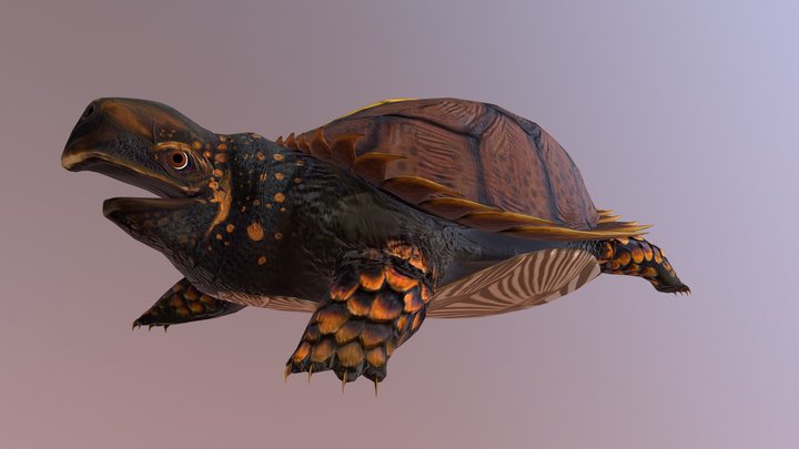 Chell the Turtle 3D Model