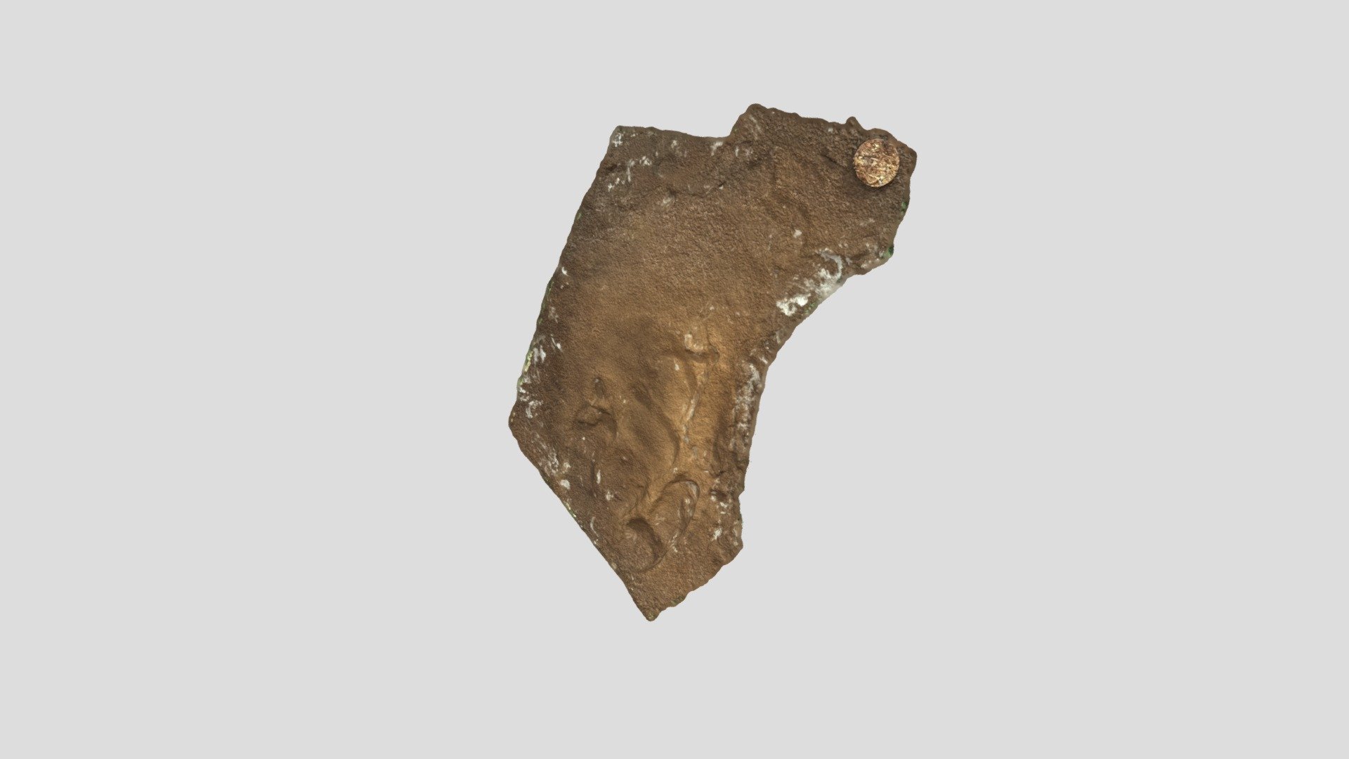 Anchisauripus