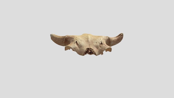 48CK302-6106, Bison bison, Crania 3D Model