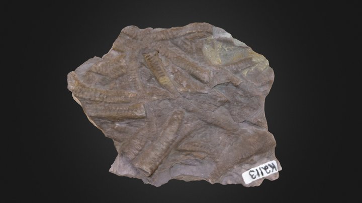 Arthrophycus (PRI 76756) – Modelo 3D gratuito STL