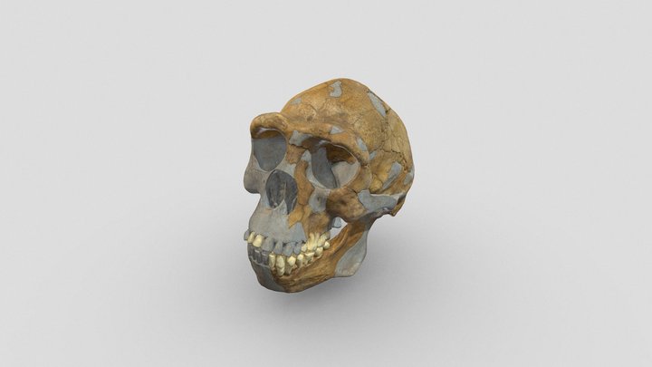 Homo erectus „pekingi ember” 3D Model