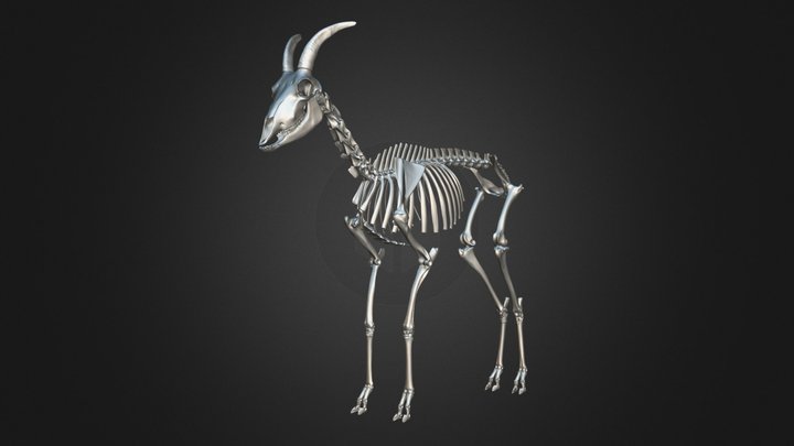 Mountain Goat Skeleton 3D Model 3D Model