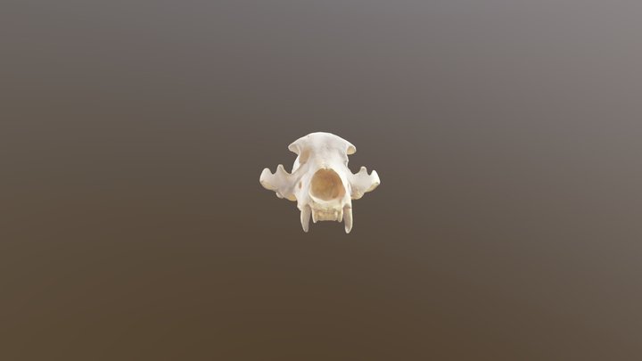 cropped 3D Model