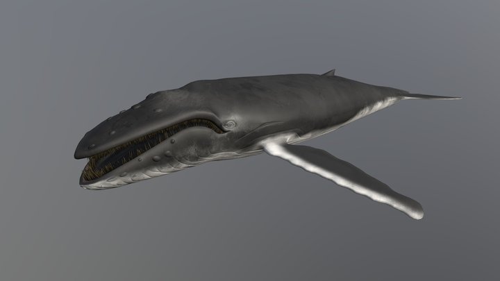 Whales 3D models - Sketchfab