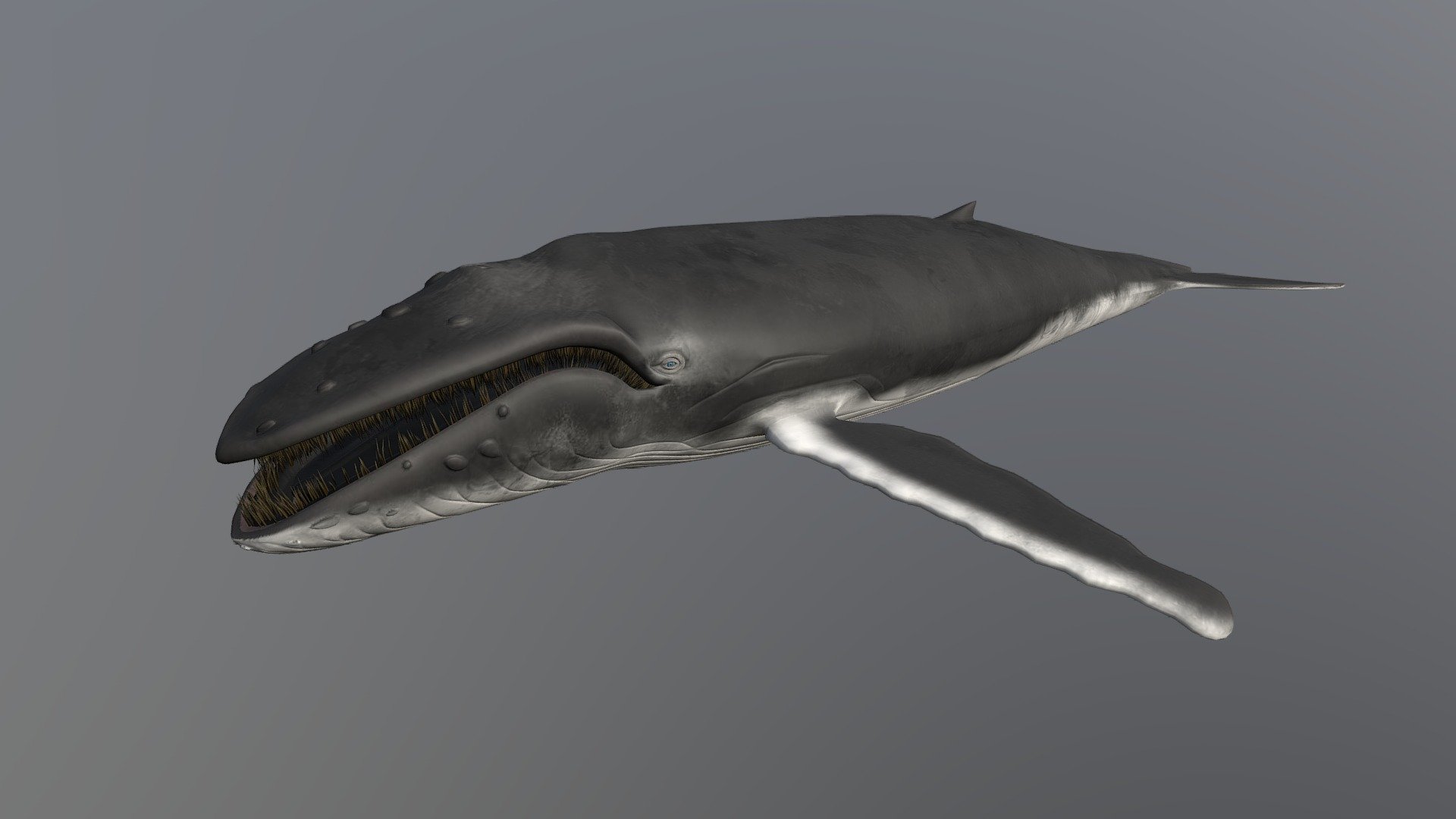 whale - 3D model by Vikas Goud (@vikasgoud610) [d835494] - Sketchfab