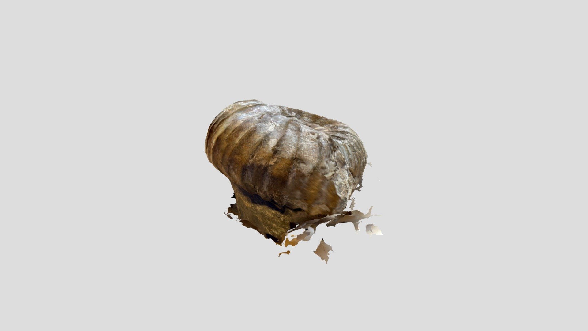 Gavesia Gygas