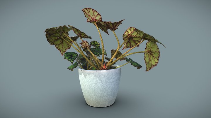 Begonia bowerae 3D Model