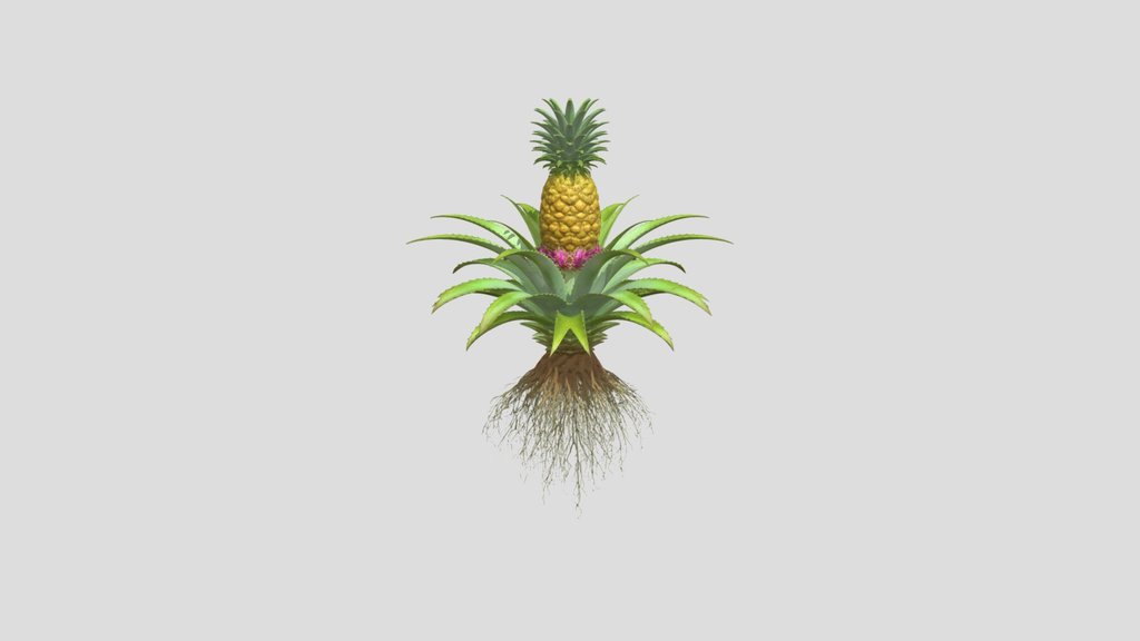 Rooted Pineapple