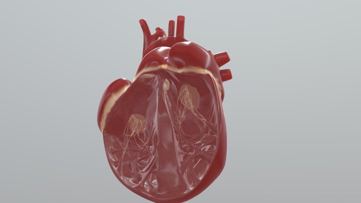 Heart: Cross Section 3D Model