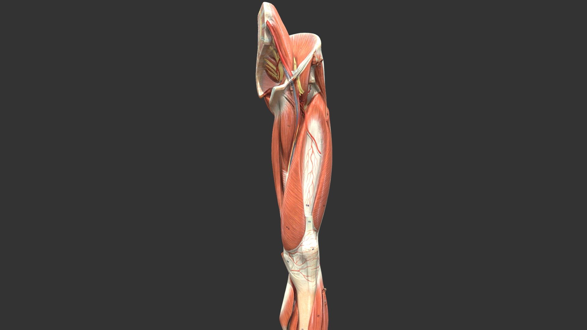 lower limb3 - 3D model by 輔仁大學 [d8484fd] - Sketchfab