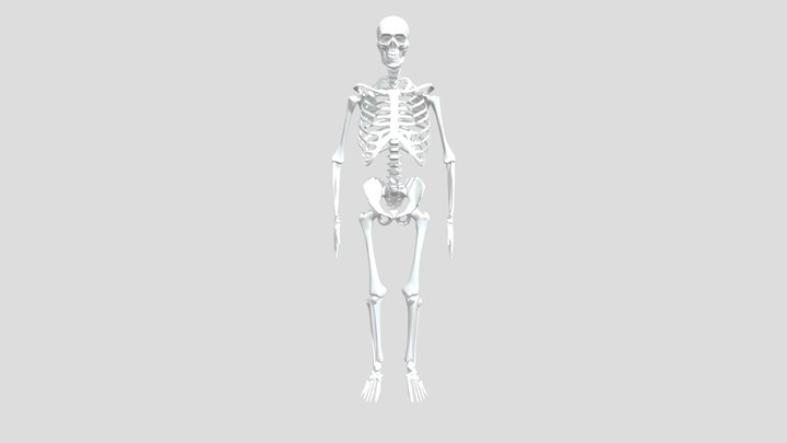 Skelaton 3D Model
