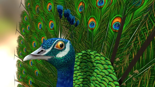 Peacock 3D Model