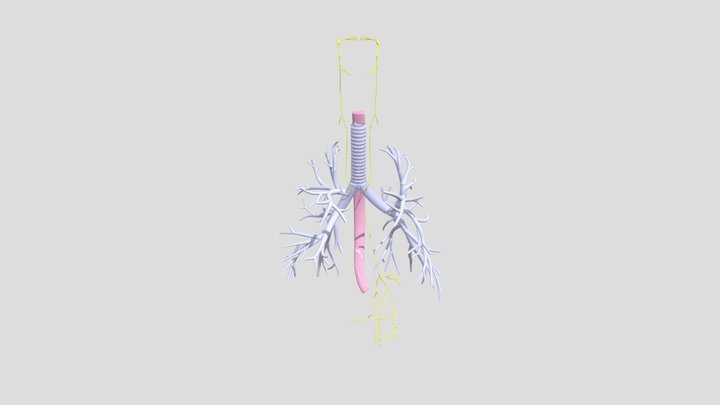 Trachea And Bronchi 3D Model