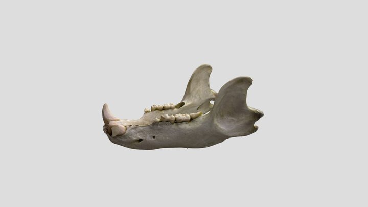 ヒグマ下顎 – Gratis 3D-model STL