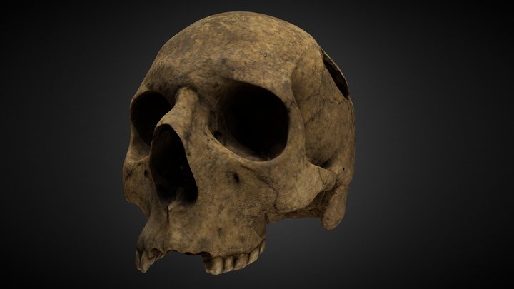 Cráneo Individuo I Optimizado 3D Model