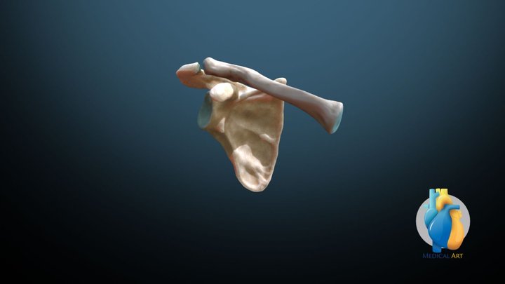 Rotation of the scapula around a fixed clavicle 3D Model