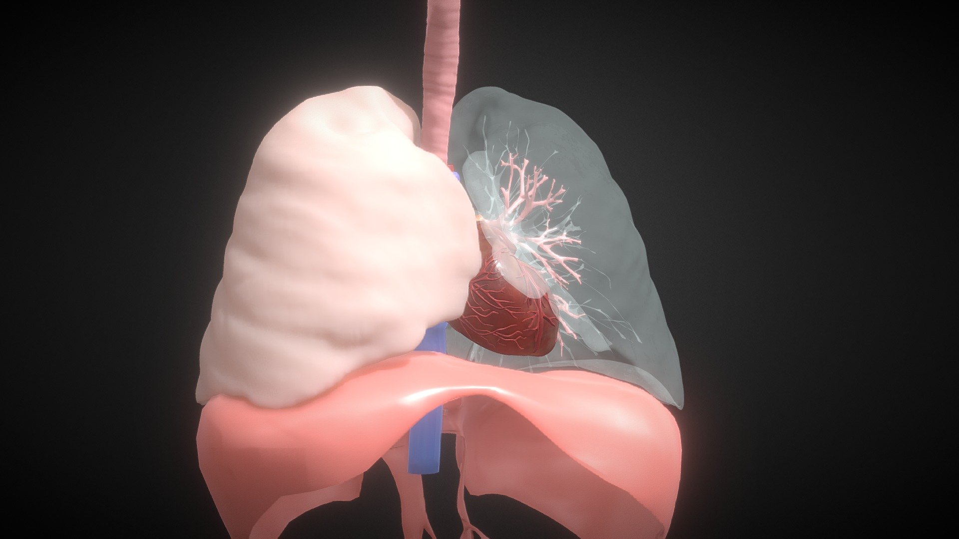 Human lungs and heart - Download Free 3D model by Alekskonn ...
