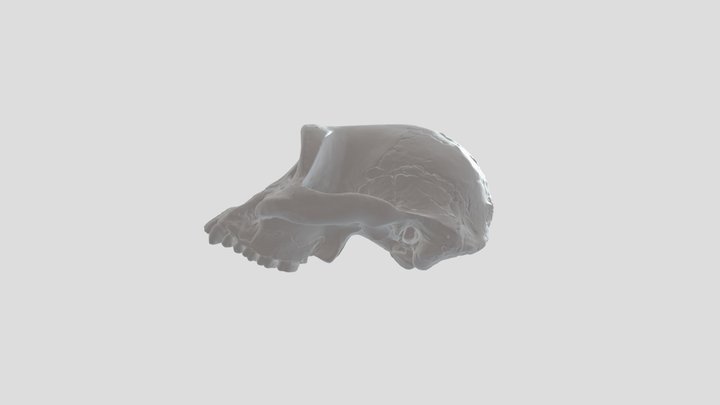 AUSTROPITHICUS 3D Model