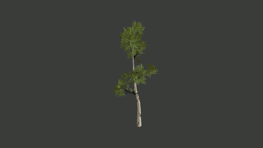 Birch Tree - 3D model by catalin_ (@valhealsign) [d857f31] - Sketchfab