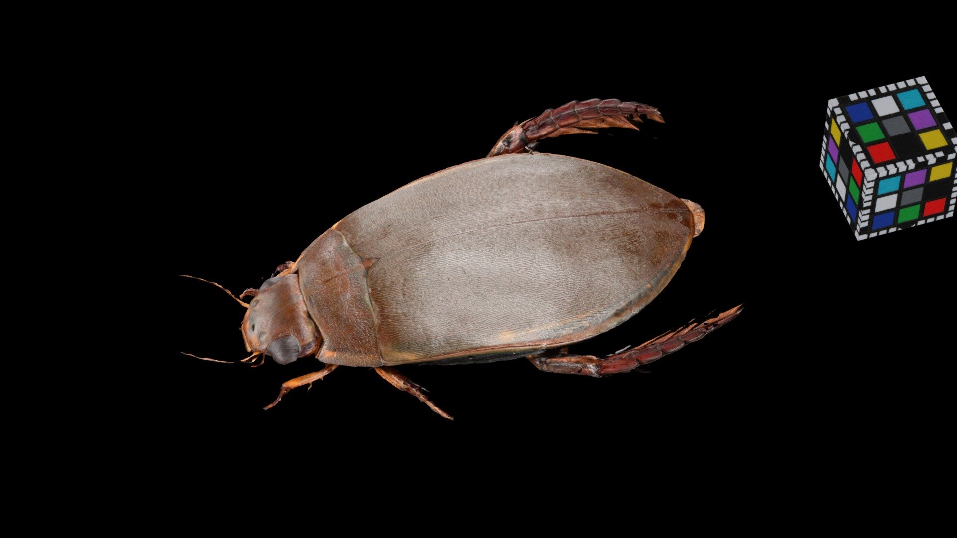CC0 ゲンゴロウ ♀ Diving Beetle, Cybister chinensis - Download