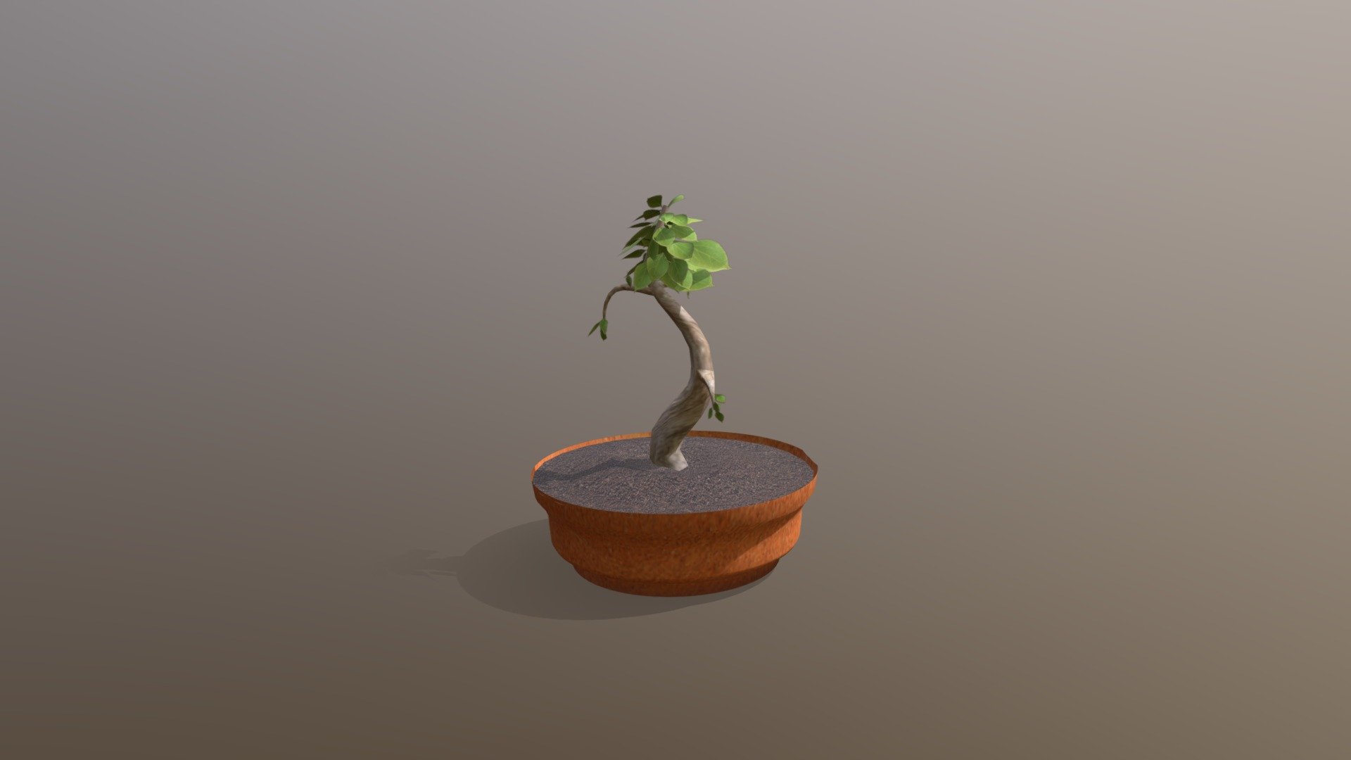 Bonsai Tree