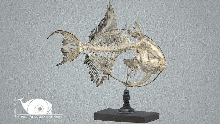 Grey triggerfish 3D Model