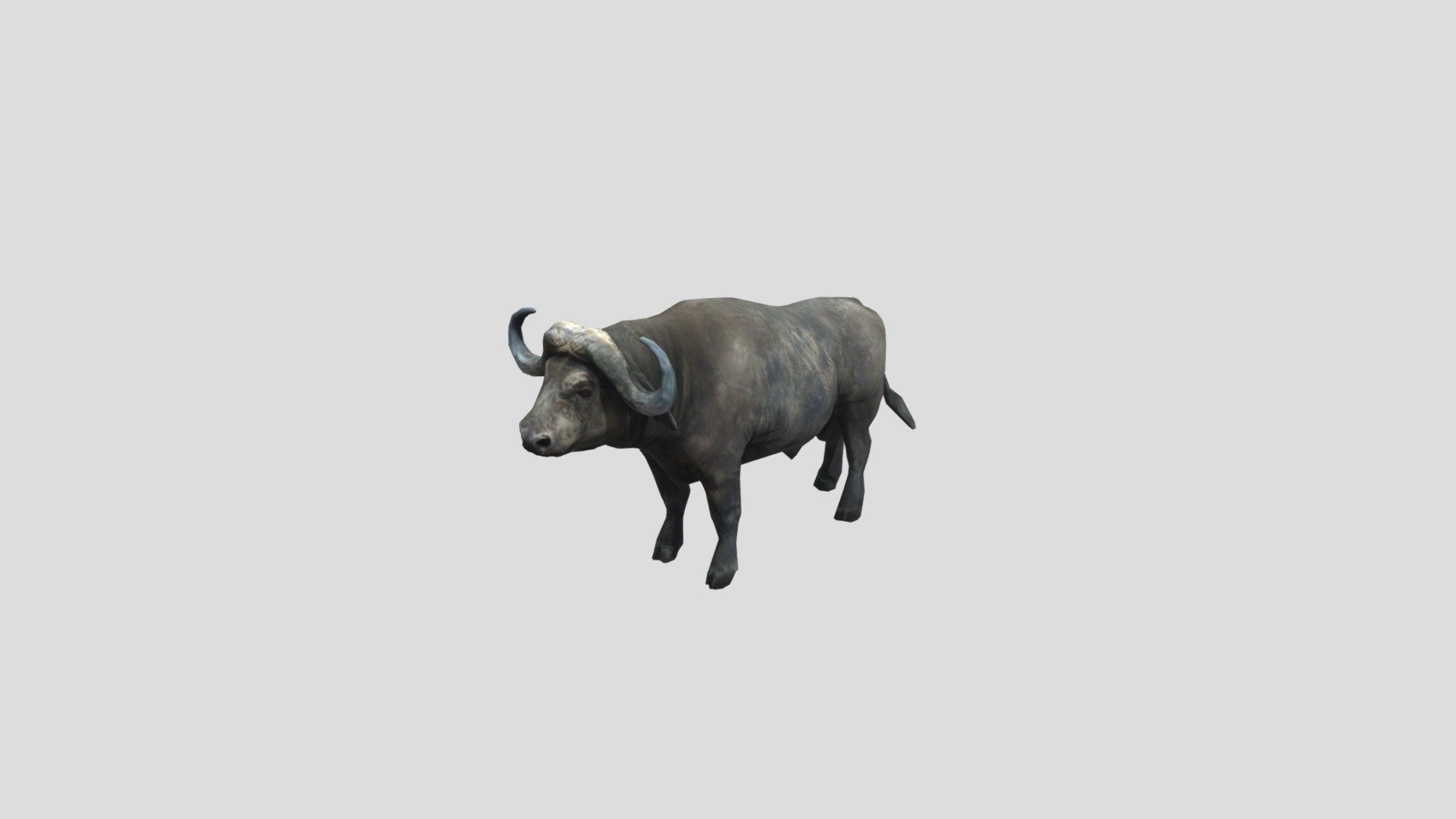 African Buffalo - Download Free 3D model by planeta-elefante [d85ea14 ...
