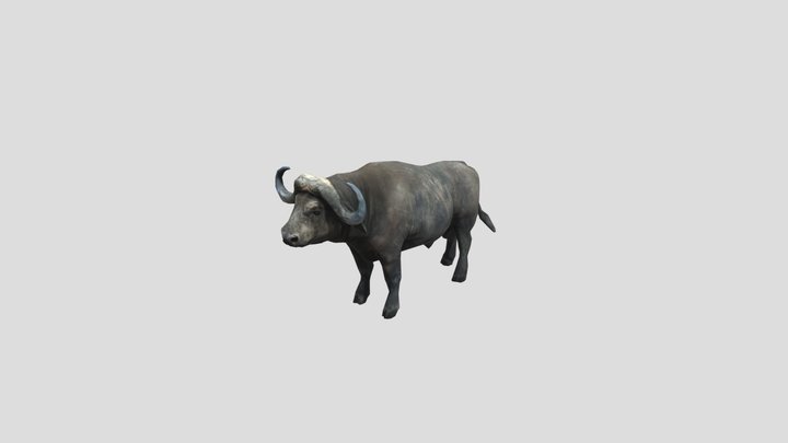 African Buffalo 3D Model