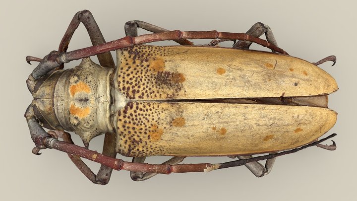 Batocera tigris 3D Model