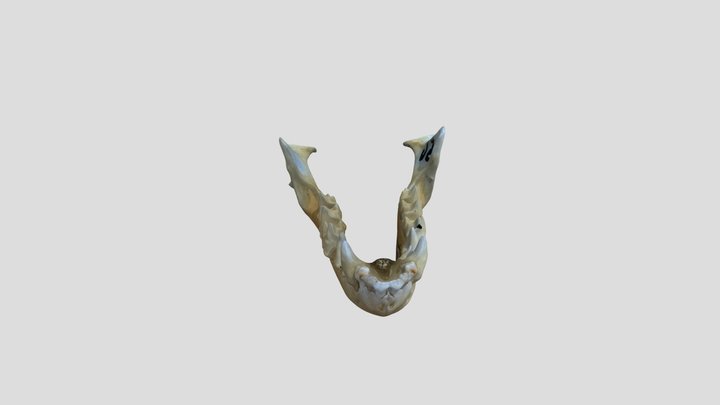 Nyctalus-noctula-3d-model 3D Model
