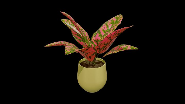 Aglaonema plant 3D Model