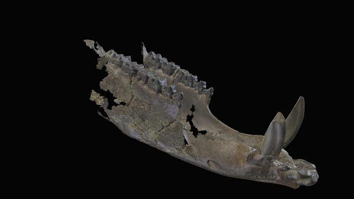 Peccary, Prosthennops serus. Mandible. 3D Model