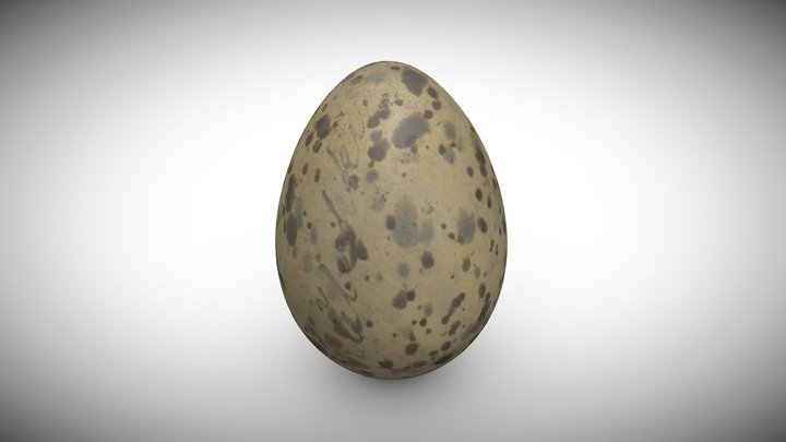Lesser Black-backed Gull's Larus fuscus Egg