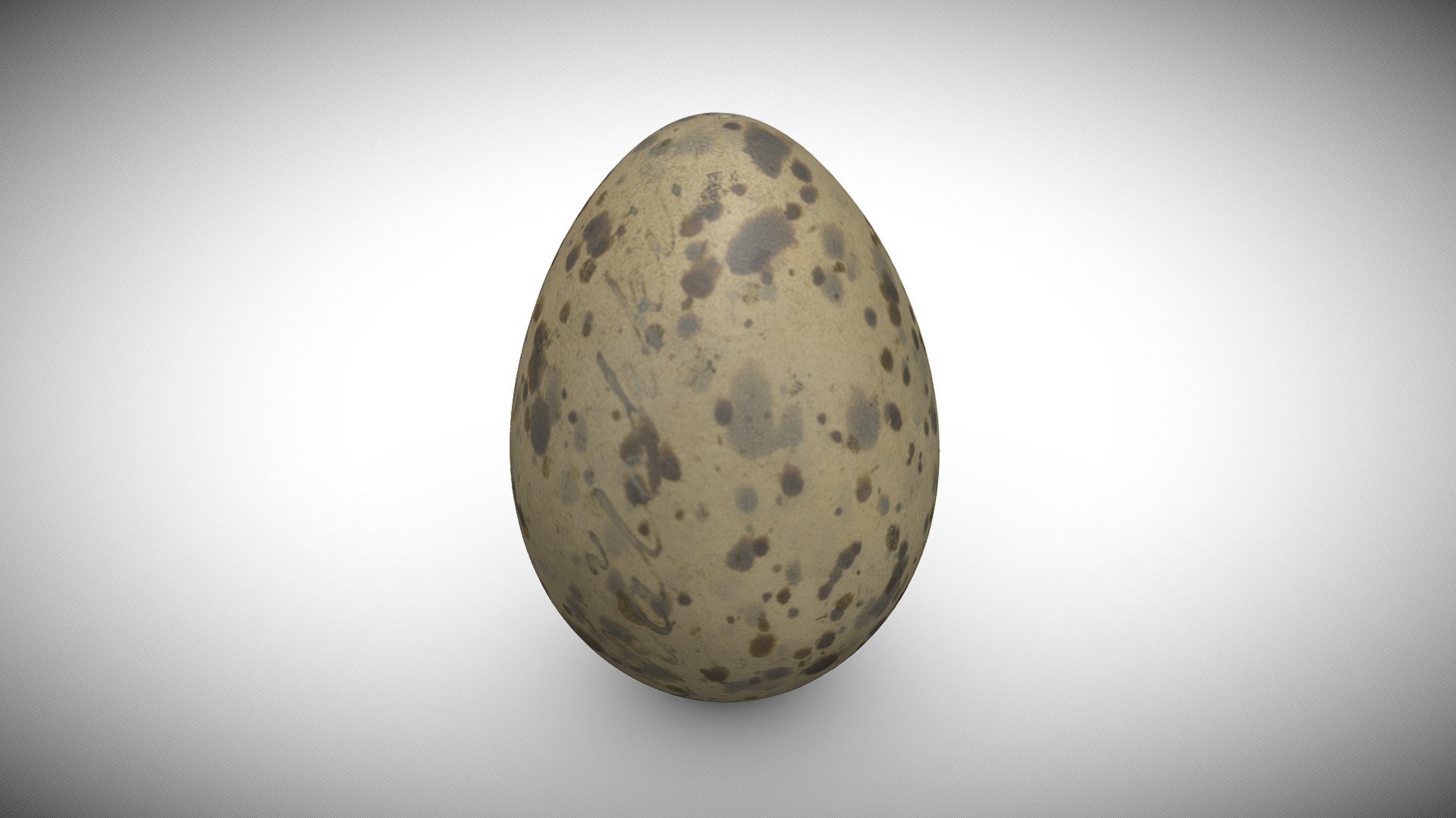 Lesser Black-backed Gull\u0026#39;s Larus fuscus Egg - Download Free 3D model by Turku Museum Centre ...