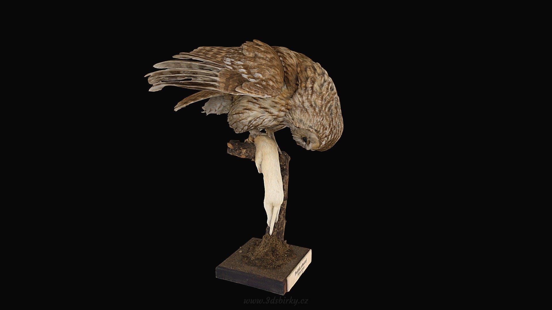 Puštík — Sketchfab embed 3D viewer