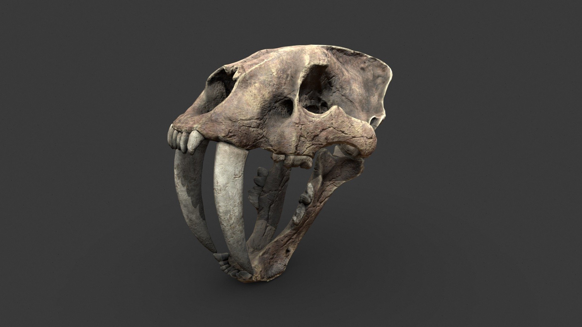 Smilodon - Download Free 3D model by Spartwoo_3D_ARTIST [d86ee2e ...