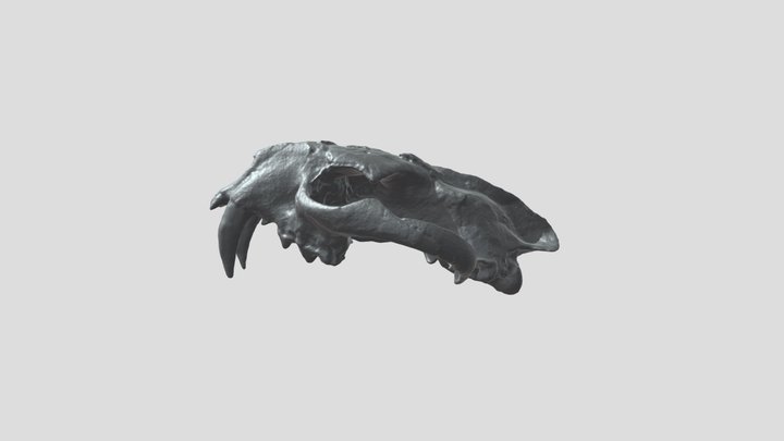 Dinictis Cranium 3D Model