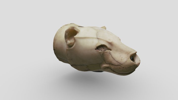 Lion Head Archeological Museum of Irakleio Crete 3D Model
