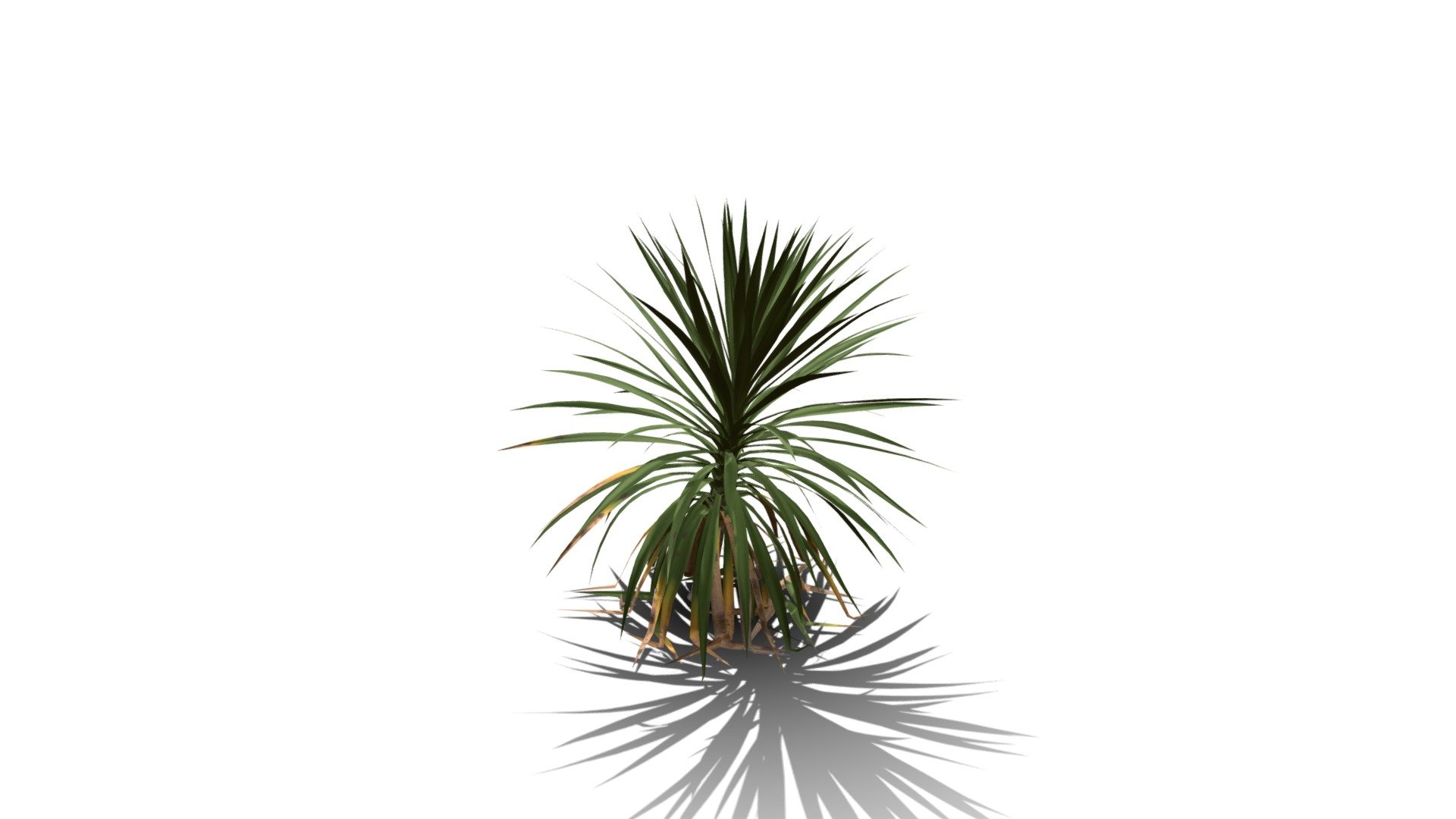 Realistic HD Cabbage tree (46/50) - Download Free 3D model by ...